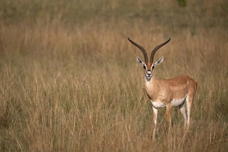 From Nairobi: Maasai Mara 1-Day Safari: AW, Lunch & Pickup - What to Bring (So the Day Doesn’t Feel Like a Test)