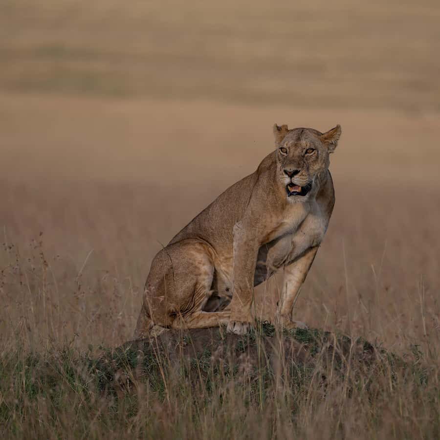 From Nairobi: Maasai Mara 1-Day Safari: AW, Lunch & Pickup - The Nairobi-to-Mara Drive: Long Hours, Real Expectations
