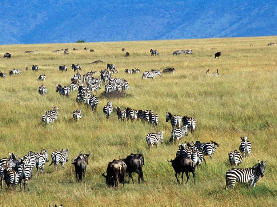 From Nairobi: Maasai Mara 3Day Budget Safari Holiday on Jeep - Nairobi to Maasai Mara: The Jeep Starts the Adventure