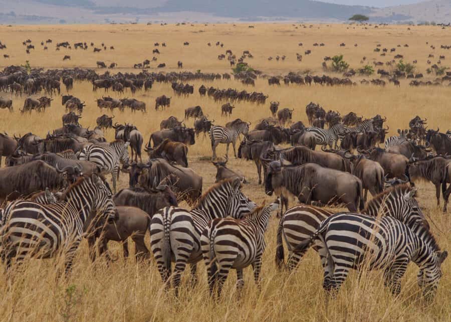 From Nairobi: Maasai Mara 3Day Budget Safari Holiday on Jeep - Lenchada Tourist Camp and the Tented Night Reality Check