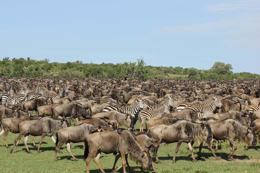 From Nairobi: Masai Mara 3-day Camping Safari by Jeep - Key Points at a Glance