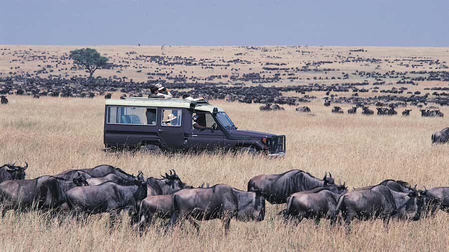 From Nairobi: Masai Mara 3-day Camping Safari by Jeep - Day 2 in the Mara: Full-Day Game Drive and Mara River Hippos