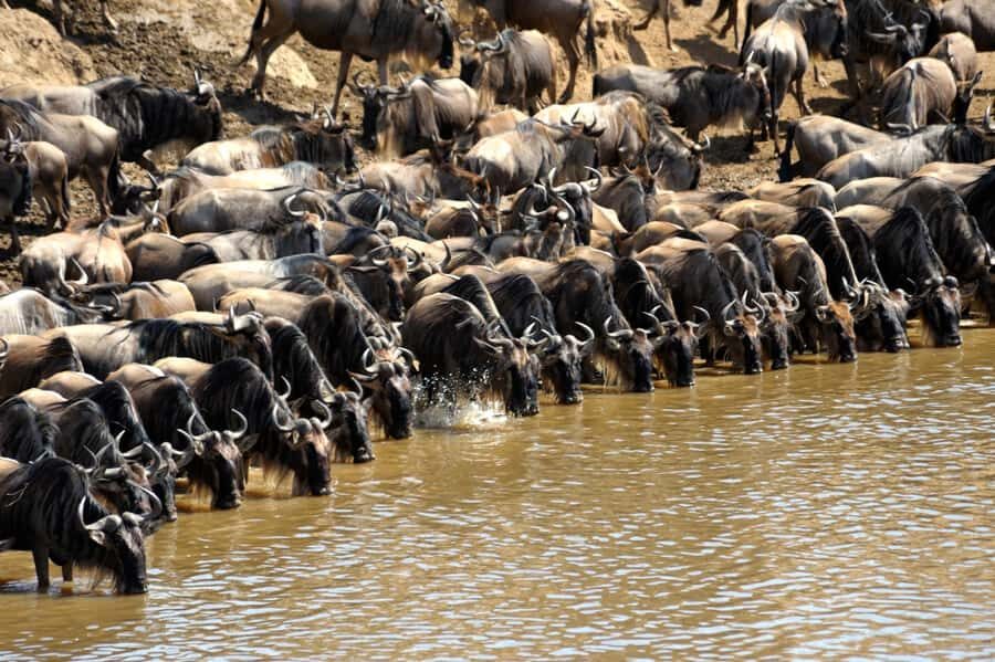 From Nairobi: Masai Mara 3-day Camping Safari by Jeep - Price and Logistics: What the $285 Really Covers