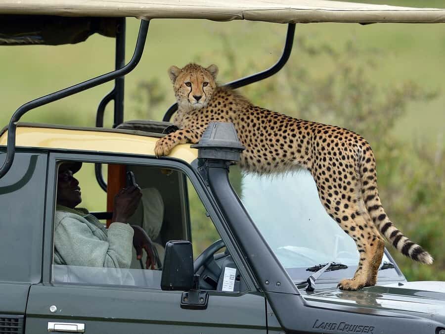 From Nairobi: Masai Mara 3-day Camping Safari by Jeep - Who This Safari Suits Best (and Who Might Want Something Else)
