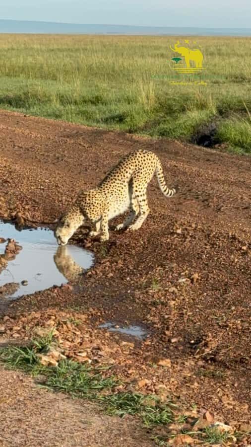 From Nairobi to Masai Mara Reserve & Village visit Day trip - The Road to the Mara: Transfers That Matter on a Long Day
