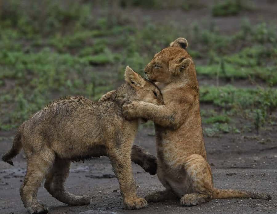 From Nairobi:3-Days 2-Nights Maasai Mara Group Safari in 4WD - Where You Stay: Budget Camp Comfort That Actually Works