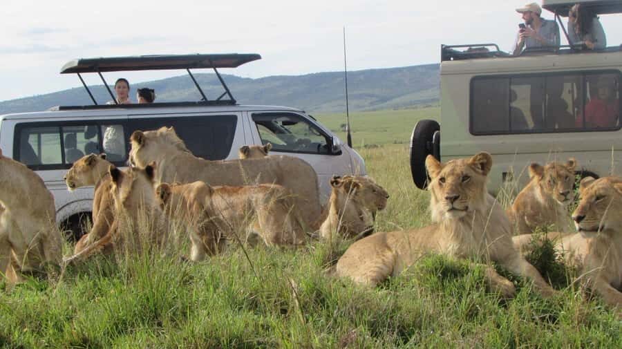 From Nairobi:3-Days 2-Nights Maasai Mara Group Safari in 4WD - Day 2: Full-Day Mara Drives for Big Animals and Smaller Elusive Finds