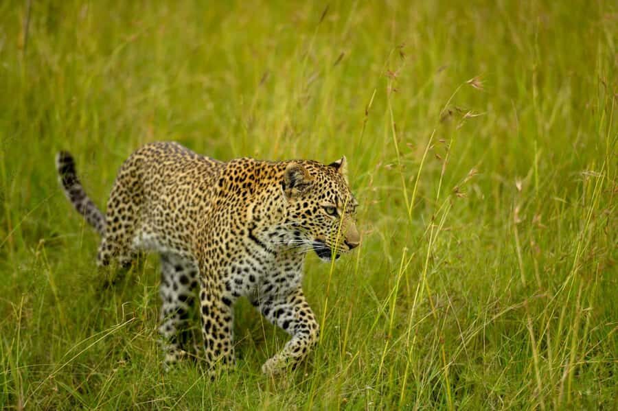 From Nairobi:3-Days 2-Nights Maasai Mara Group Safari in 4WD - Sunset Game Drive Reality: Why Timing Helps (Even When Wildlife Won’t)