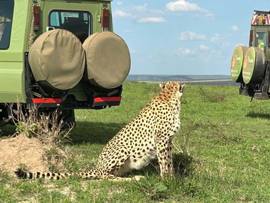 From Nairobi:3-Days 2-Nights Maasai Mara Group Safari in 4WD - Day 3: Breakfast, Optional Masai Village, and Back by 15:30