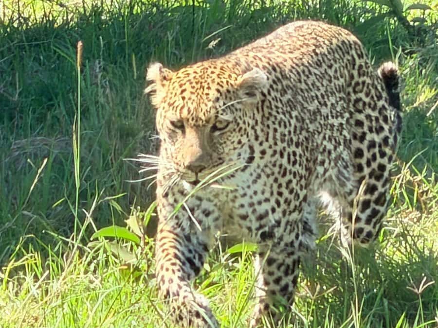 From Nairobi:3-Days 2-Nights Maasai Mara Group Safari in 4WD - Guides and Organization: Professional, but Pace Can Feel Busy
