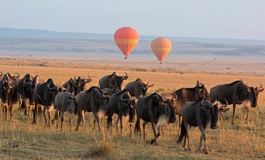 From Nairobi:3-Days 2-Nights Maasai Mara Group Safari in 4WD - Day 1: Arrival, Lunch, and the 4:00–6:00 pm Game Drive
