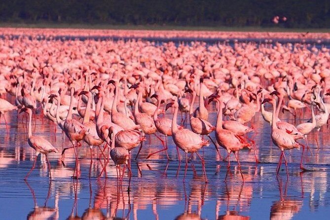 Full-Day Lake Nakuru National Park from Nairobi - A private day safari that moves with the wildlife, not the clock