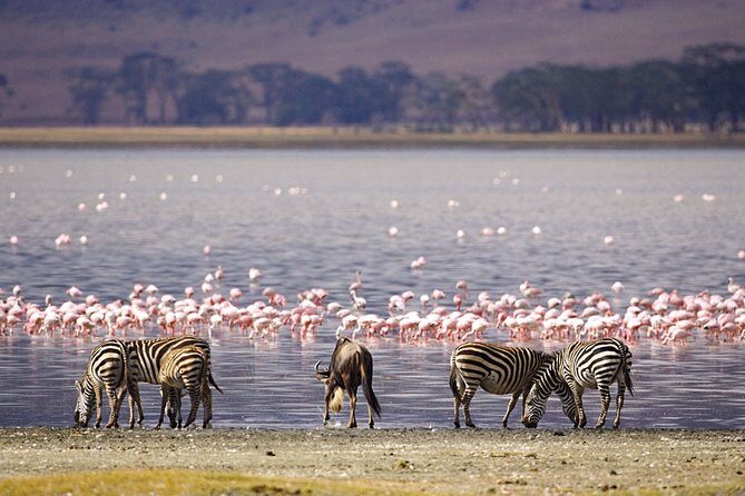 Full-Day Lake Nakuru National Park from Nairobi - Morning game drive: flamingos first, then rhinos