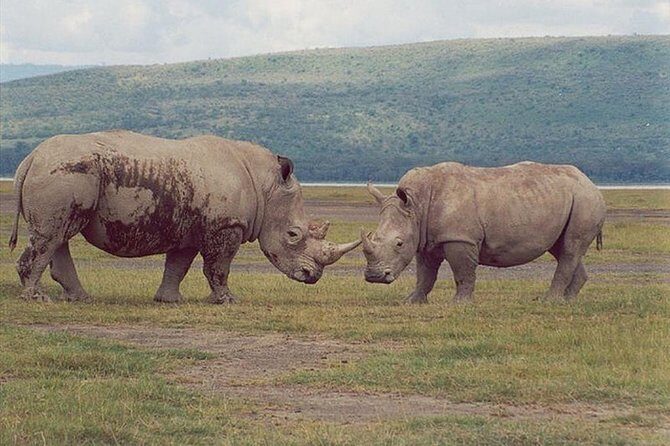 Full-Day Lake Nakuru National Park from Nairobi - Afternoon exit drive: your second chance at rhinos