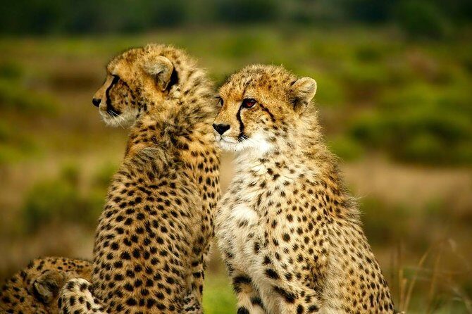 Full-Day Lake Nakuru National Park from Nairobi - The kind of guide that makes a short safari feel long