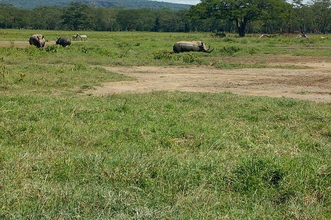 Full-Day Lake Nakuru National Park Private Tour from Nairobi - Key Highlights You’ll Feel Right Away