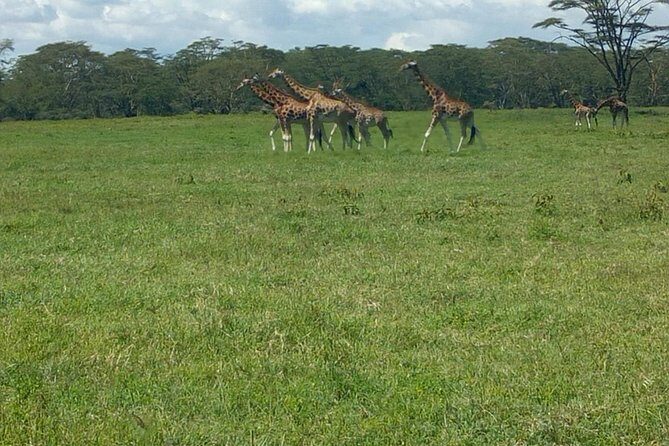 Full-Day Lake Nakuru National Park Private Tour from Nairobi - First Light Pickup From Nairobi, Plus Rift Valley Viewpoint Break