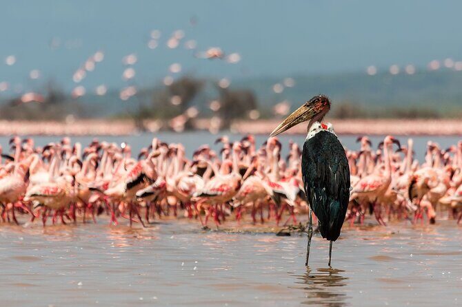 Full-Day Lake Nakuru National Park Private Tour from Nairobi - Lunch at Lake Nakuru Lodge (or a Picnic in the Park)