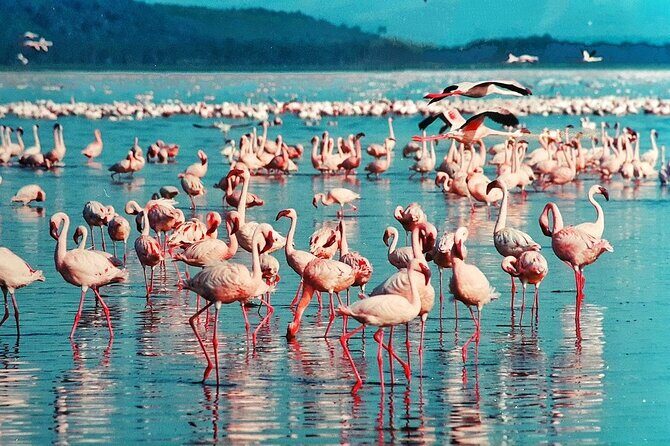 Full-Day Lake Nakuru National Park Private Tour from Nairobi - Private Tour Details That Affect Your Comfort