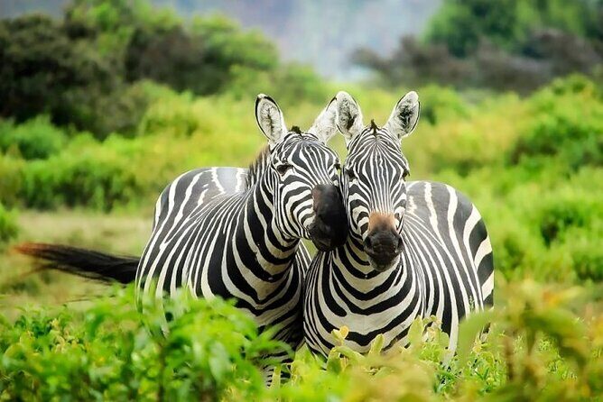 Full day private tour to Hells Gate National park from Nairobi. - Getting there from Nairobi: the 8 am start and Rift Valley viewpoint stop