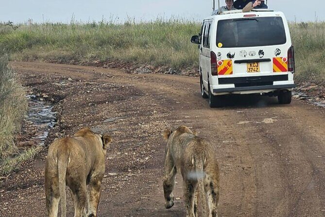 Full Day Tour in Amboseli National Park from Nairobi - Maasai village stop on the way back: culture added to the wildlife day