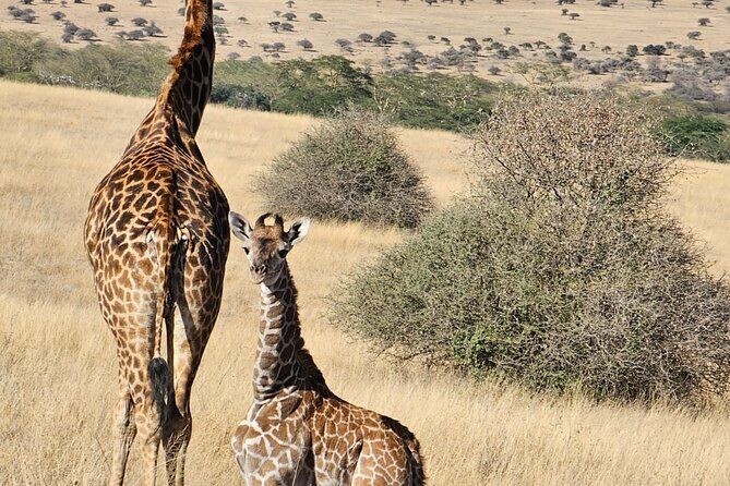 Full Day Tour in Amboseli National Park from Nairobi - Why Amboseli from Nairobi feels like a different trip