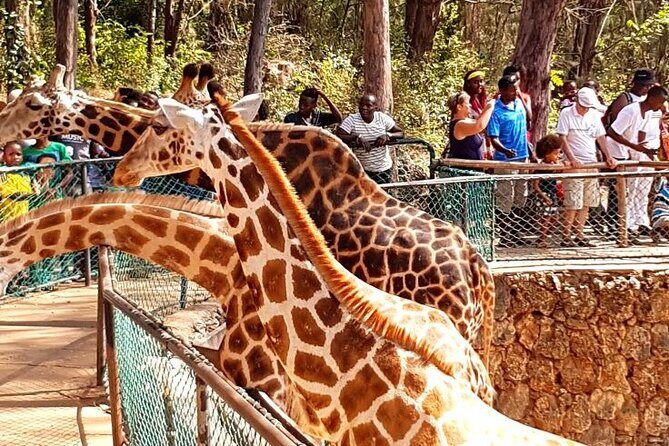 Full day tour in Mombasa - Key highlights worth caring about