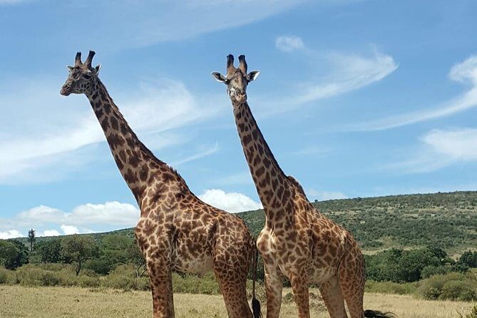 Full Day Tour to Amboseli National Park - Key highlights you shouldn’t skip