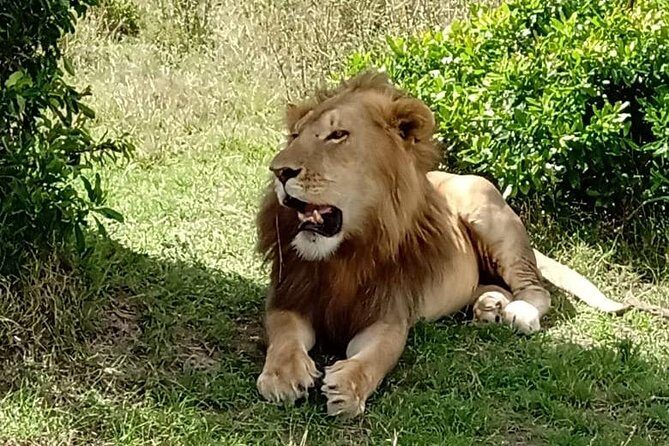 Full Day Tour to Amboseli National Park - Why Amboseli feels special: swamps, habitats, and Kilimanjaro scale
