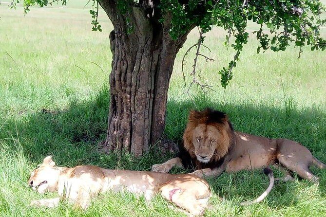 Full Day Tour to Amboseli National Park - Morning game drive in Amboseli: watching elephants around the swamps
