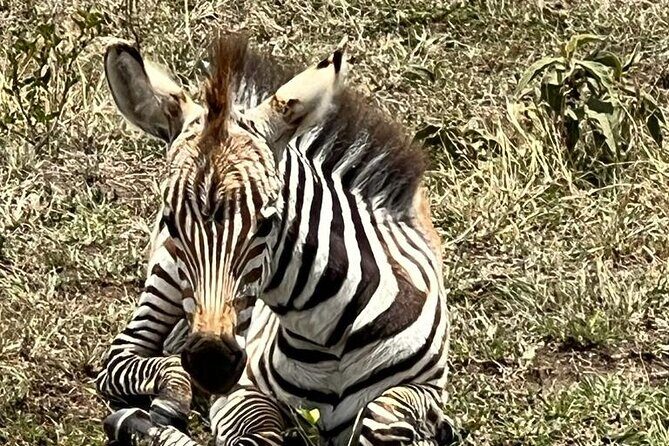 Full Day Tour to Amboseli National Park - Wildlife expectations: what you’re likely to see, and what to keep flexible