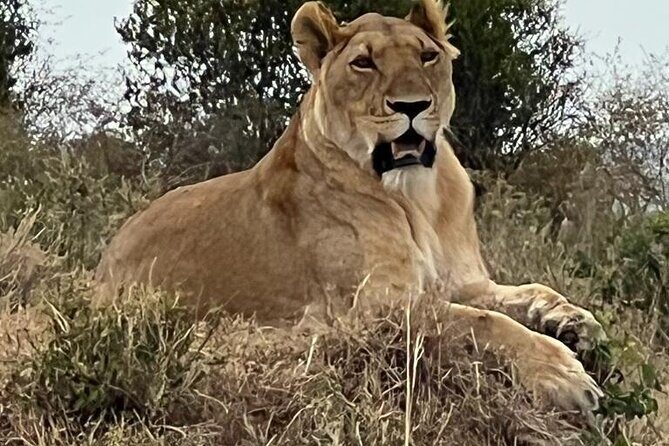 Full Day Tour to Amboseli National Park - The Maasai community visit: culture that connects to the landscape