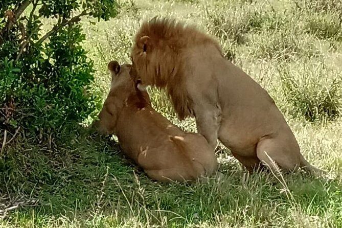 Full Day Tour to Amboseli National Park - Getting value from $590: what’s included, what costs extra