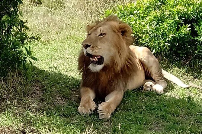 Full Day Tour to Amboseli National Park - The 5 am Nairobi start and the 4-hour drive you should plan for