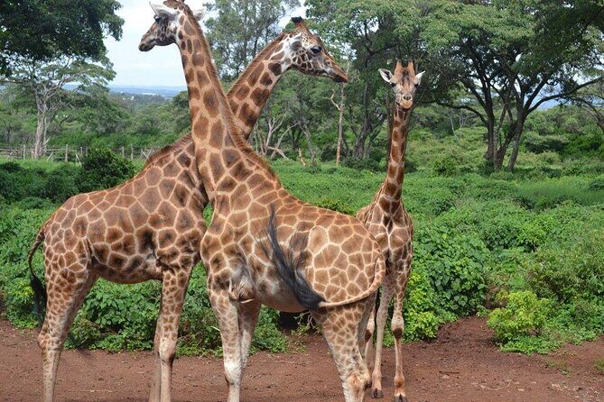 Giraffe Center and David Sheldrick Elephant Orphanage Day Tour from Nairobi - Giraffe Centre: Daisy’s story, calm feeding, and the Gogo River walk