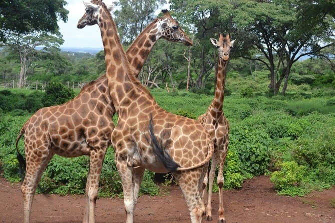 Giraffe Center and David Sheldrick Elephant Orphanage Tour - The Small-Group Nairobi Plan That Saves You Time