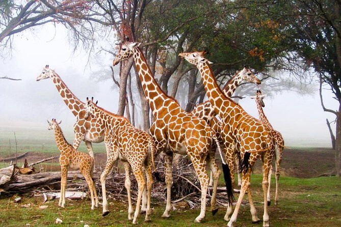 Giraffe Center and David Sheldrick Elephant Orphanage Tour - Price and Logistics: Is $95 Good Value?