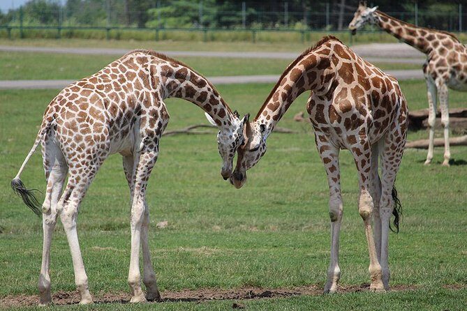 Giraffe Center and David Sheldrick Elephant Orphanage Tour - Timing, Shoes, and What to Bring for a 5-Hour Day
