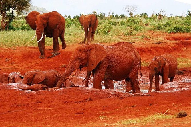 Giraffe Center and David Sheldrick Elephant Orphanage Tour - Souvenirs Worth the Time: Shop With Purpose