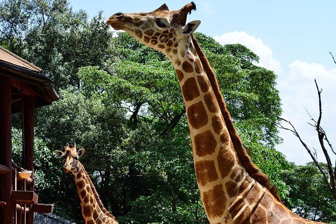 Giraffe Center and David Sheldrick Elephant Orphanage Tour - The Guide Factor: Why Names Like Stephen and Kelvin Matter