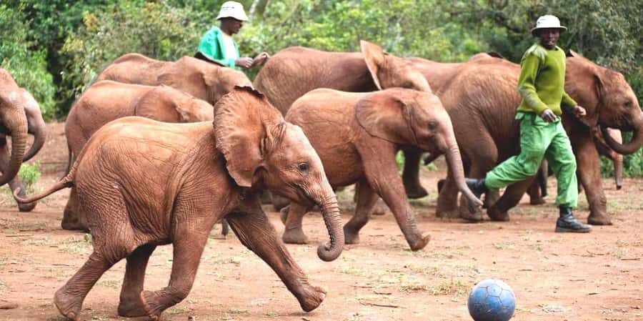 Giraffe Center, Elephant Orphanage and Bomas of Kenya Tour - A smart way to spend 9 hours around Nairobi