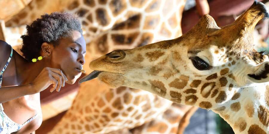 Giraffe Center, Elephant Orphanage and Bomas of Kenya Tour - David Sheldrick Wildlife Trust: what to expect at the 11am–12noon window