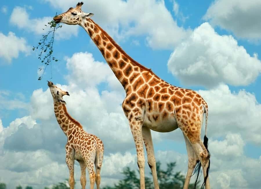 Giraffe Center, Elephant Orphanage and Bomas of Kenya Tour - Getting value from $115: what’s included and what costs extra
