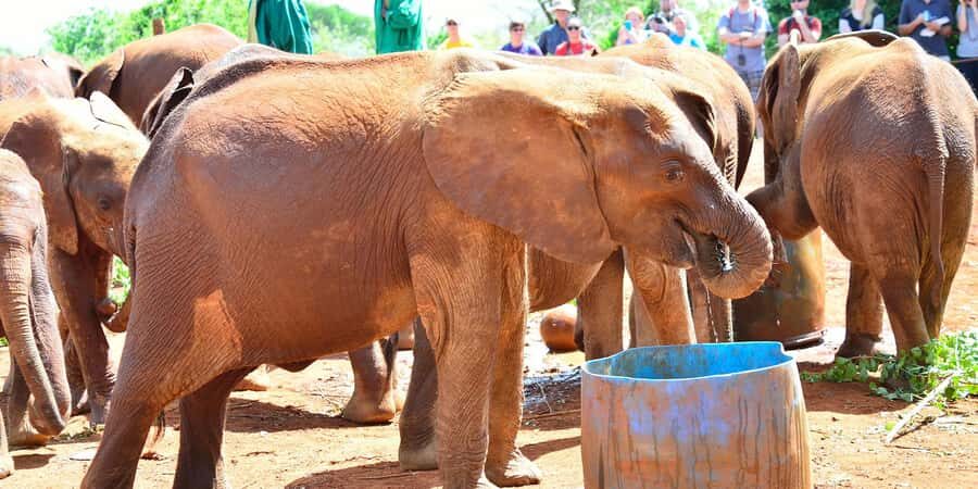 Giraffe Center, Elephant Orphanage and Bomas of Kenya Tour - Who should book this tour—and who should skip it