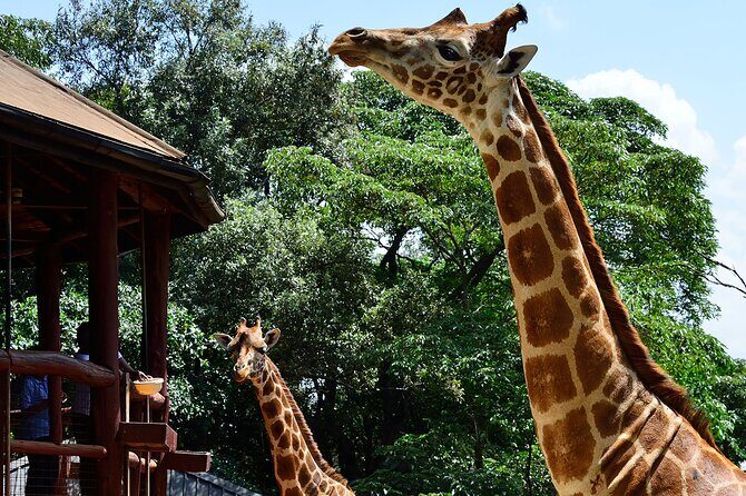 Giraffe Center, Elephant Orphanage and Nairobi National Park Day Tour Nairobi - Kazuri Beads Factory: Clay to Craft, Plus a Real Sense of Process