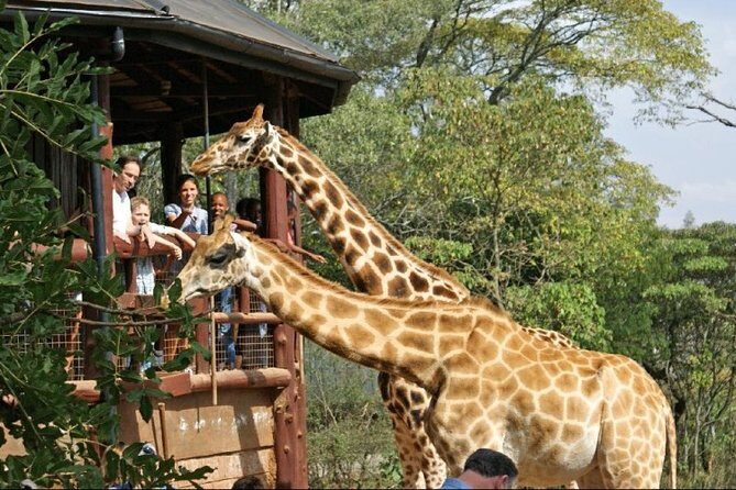 Giraffe Center, Elephant Orphanage and Nairobi National Park Day Tour Nairobi - Nairobi National Park Safari: How the Drive Stacks Up for Big Sightings