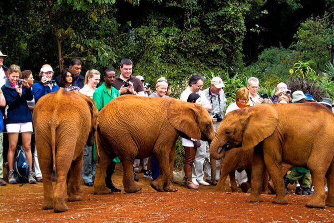 Giraffe Center, Elephant Orphanage and Nairobi National Park Day Tour Nairobi - Price and Value: What $245 Covers (and Why It Can Add Up Fast Elsewhere)
