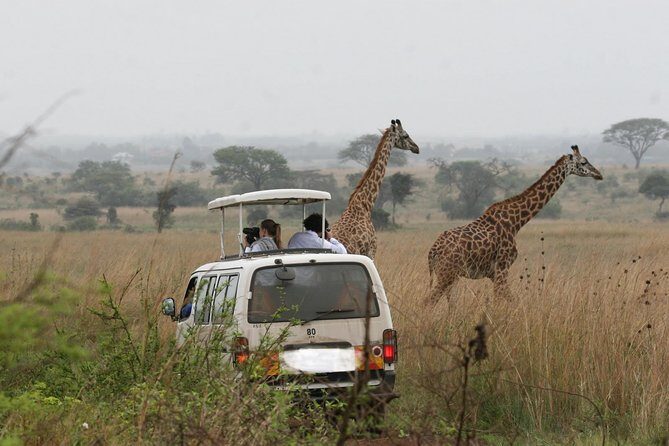Giraffe Center, Elephant Orphanage and Nairobi National Park Day Tour Nairobi - Logistics That Matter: Timing, Meals, and What to Bring