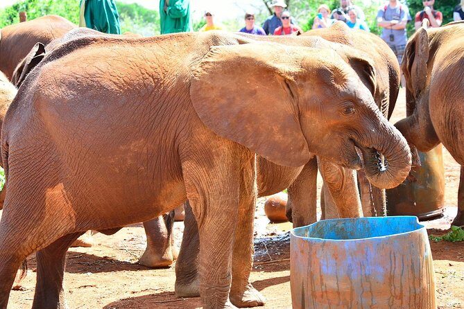 Giraffe Center & Elephant Orphanage Guided Day Tour - Getting from your hotel or airport to the animals fast