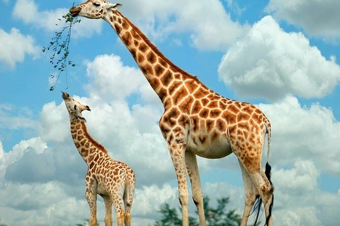 Giraffe Center & Elephant Orphanage Guided Day Tour - Price and value: what $90 covers (and what it doesn’t)